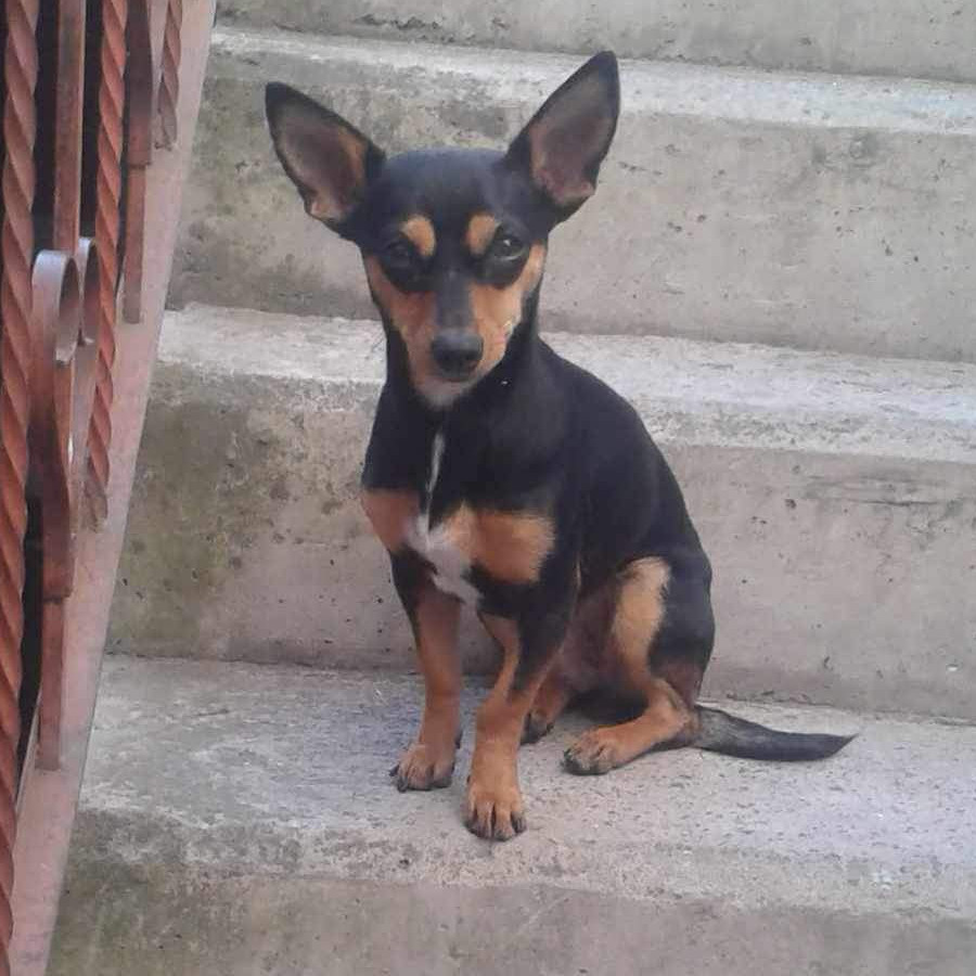 BOLA | Raza Chihuahua | Perdida