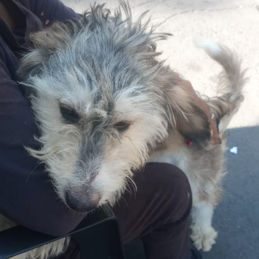  | Raza Mestiza,  cruza de Schnauzer | Encontrada
