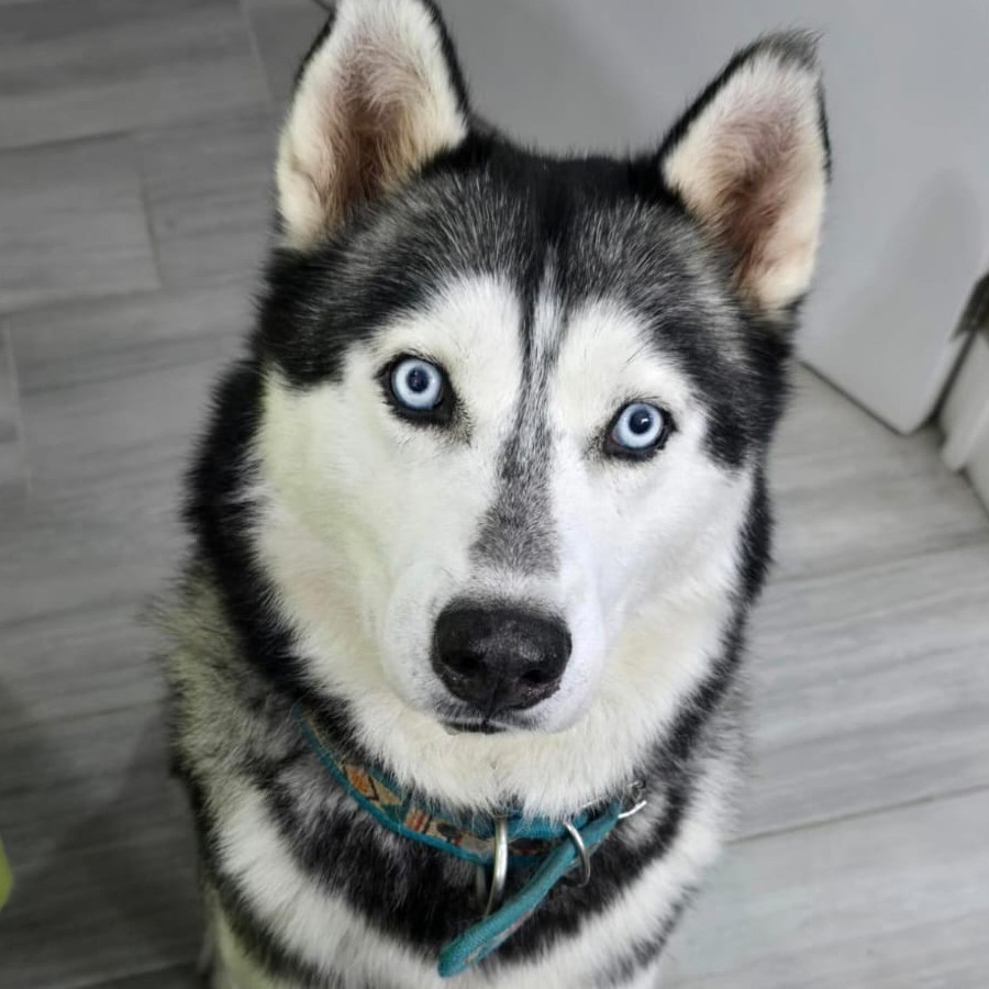 LOBO | Raza Husky Siberiano | Final Feliz