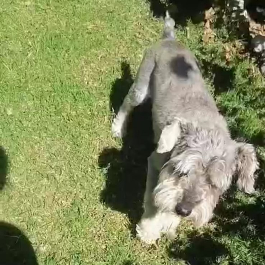 JAKE | Raza Schnauzer Estándar | Final Feliz