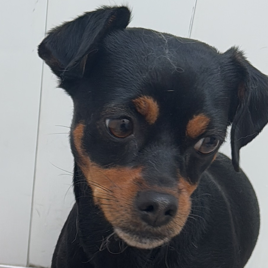  | Raza Mestiza, cruza de Chihuahua con Pinscher Miniatura | Encontrada
