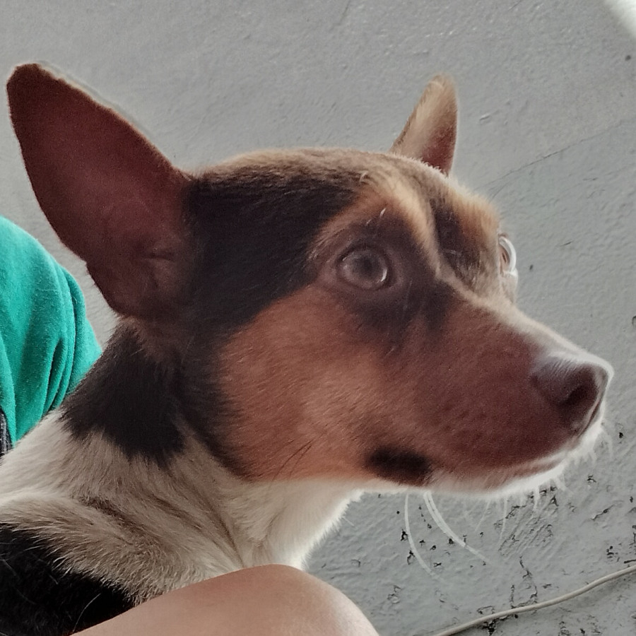 TRUFA | Raza Chihuahua | En Adopción
