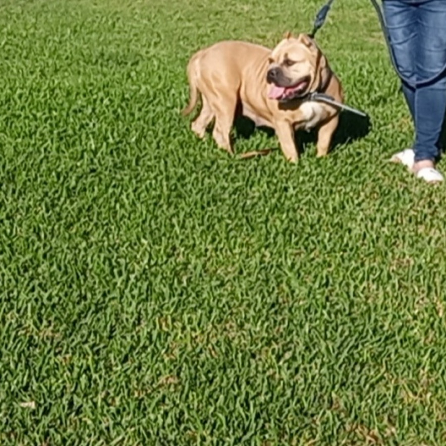 FIONA | Raza American Bully  | Perdida