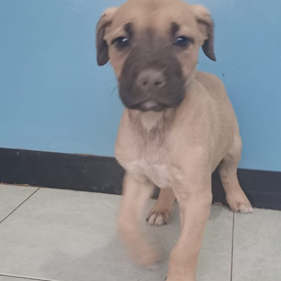 CENICIENTA | Raza Mestiza, cruza de American Pitbull Terrier | En Adopción