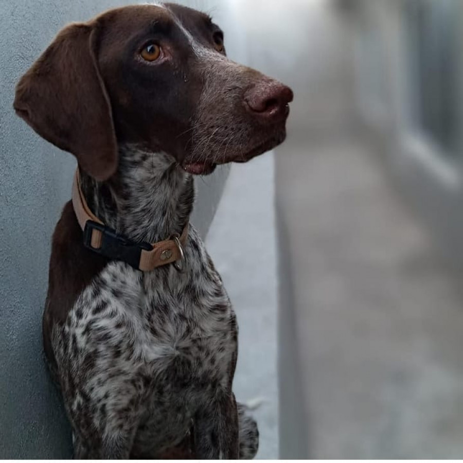 SAM | Raza Pointer Alemán  | Perdida