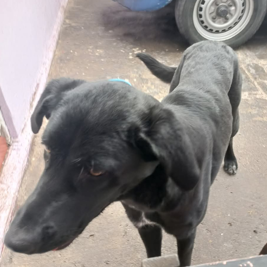 CONCHA | Raza Mestiza | Perdida