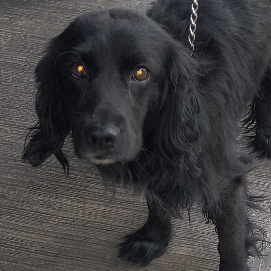  | Raza Mestizo, cruza de Cocker Spaniel | Encontrado