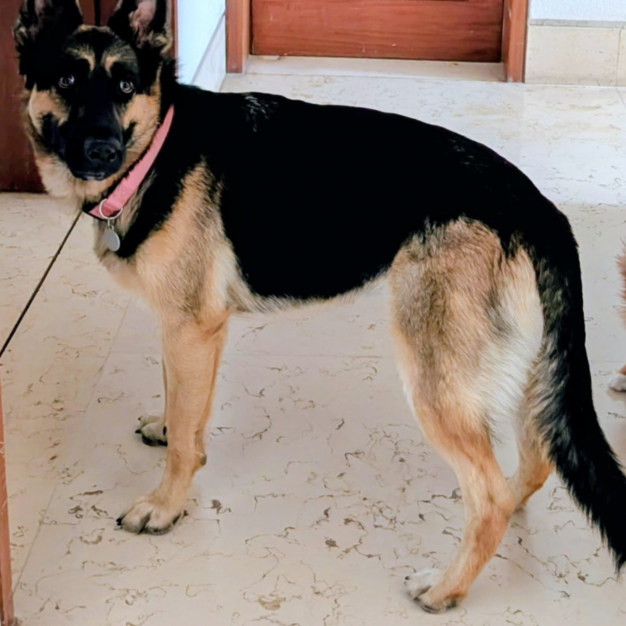 GAIA | Raza Pastor Alemán | Perdida