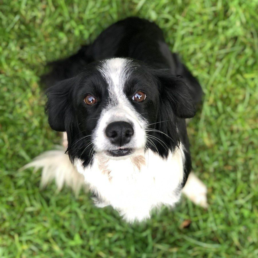 CHACHITA | Raza Mestiza, cruza de Border Collie | Final Feliz