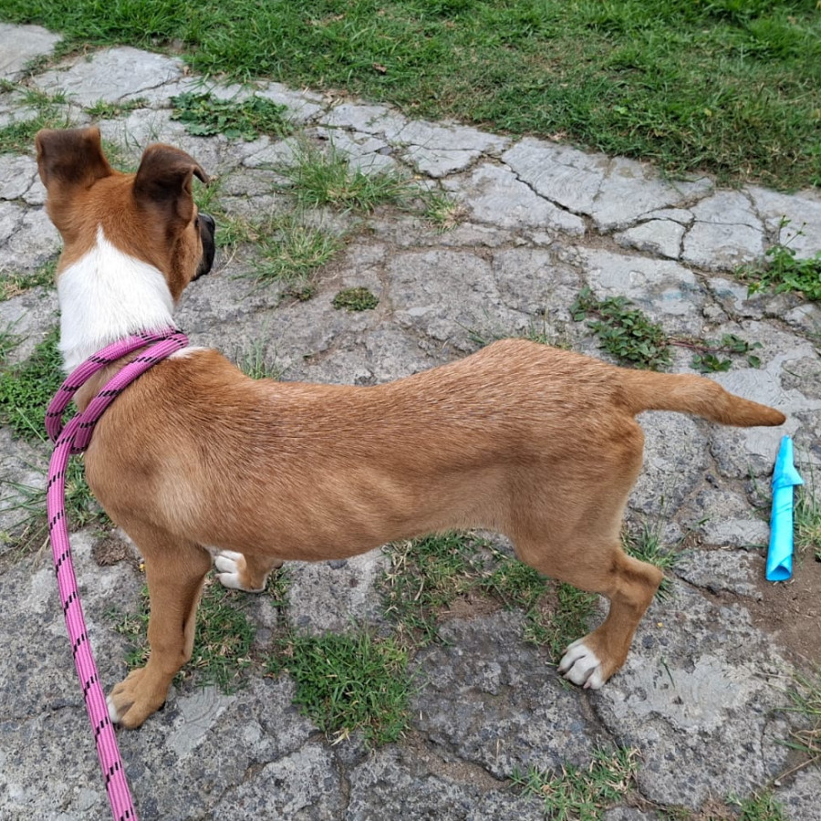  | Raza Mestizo | Encontrado