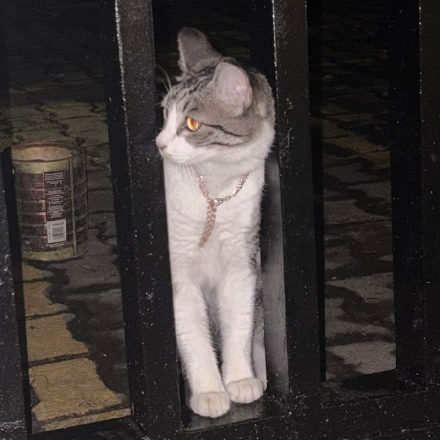  | Raza Doméstico Américano de Pelo Corto | Encontrada