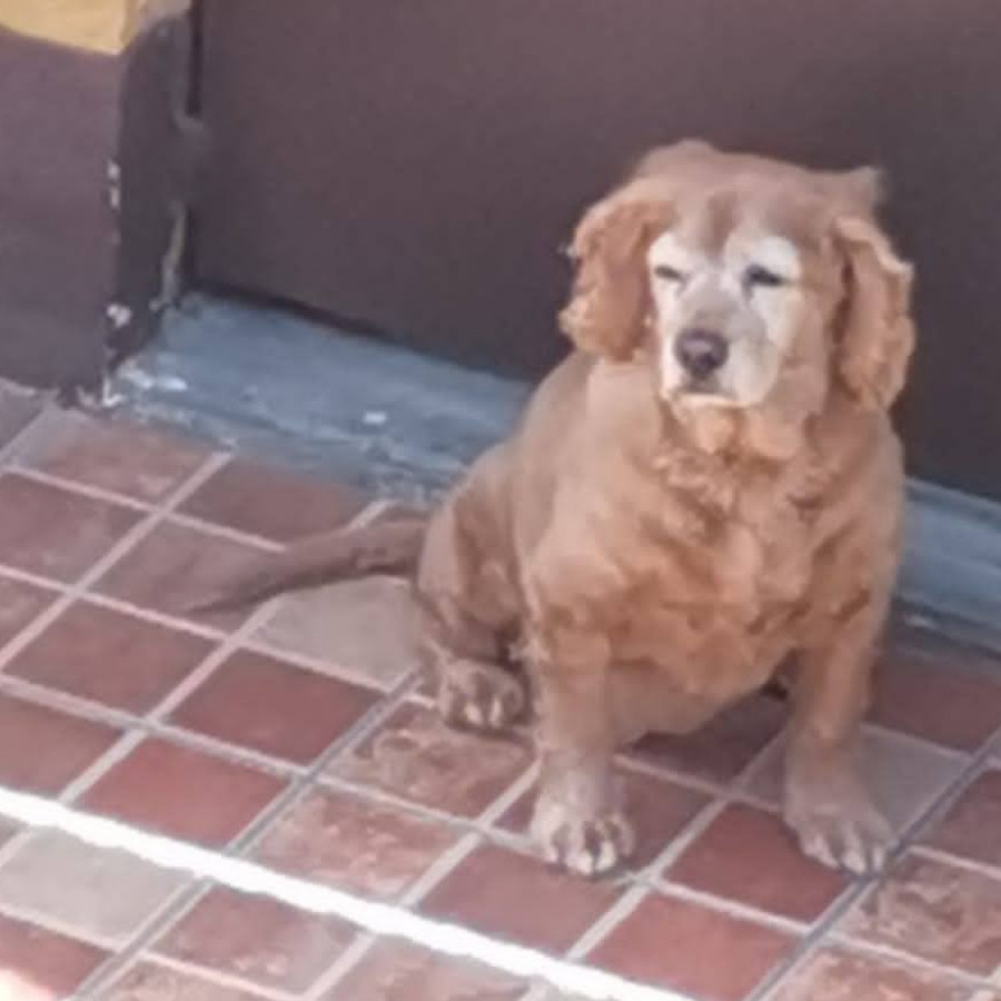 HACHI | Raza Cocker Spaniel | Perdida