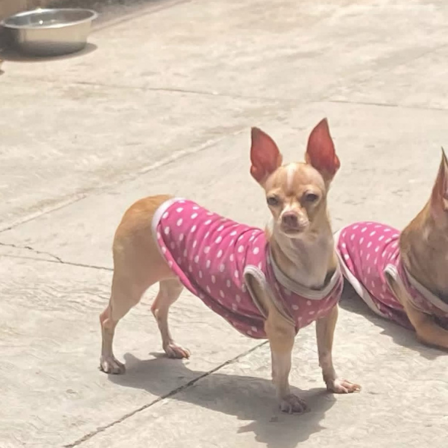 COCO | Raza Chihuahua | Perdida
