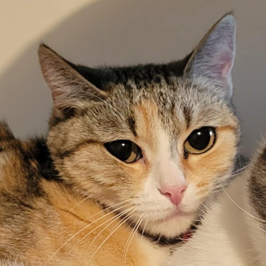 MISSY | Raza Calicó de pelo corto | Perdida