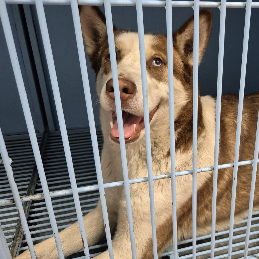  | Raza Husky Siberiano | Encontrada