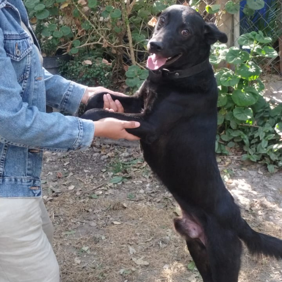 BOTÓN | Raza Mestizo | En Adopción