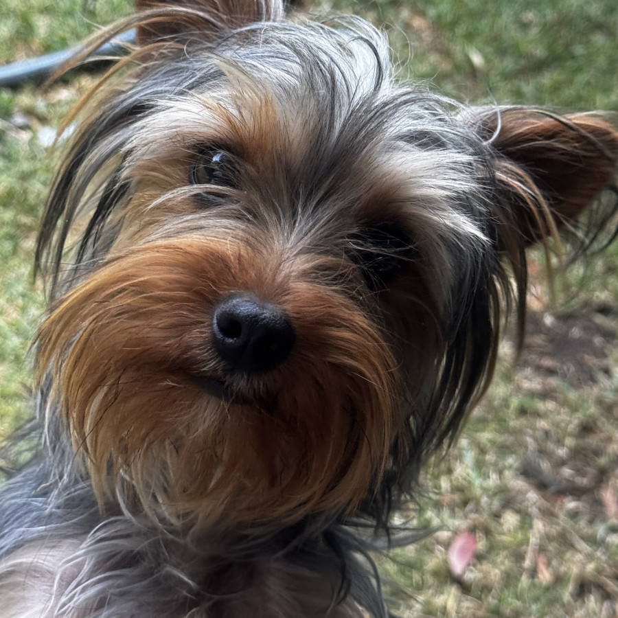 YORKALI | Raza Yorkshire Terrier (Yorkie) | Perdida