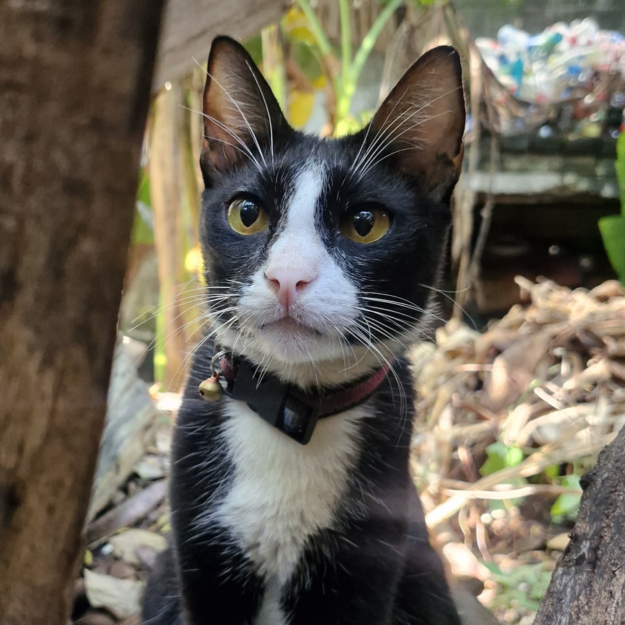 TOMMY | Raza Doméstico Américano de Pelo Corto | Perdido