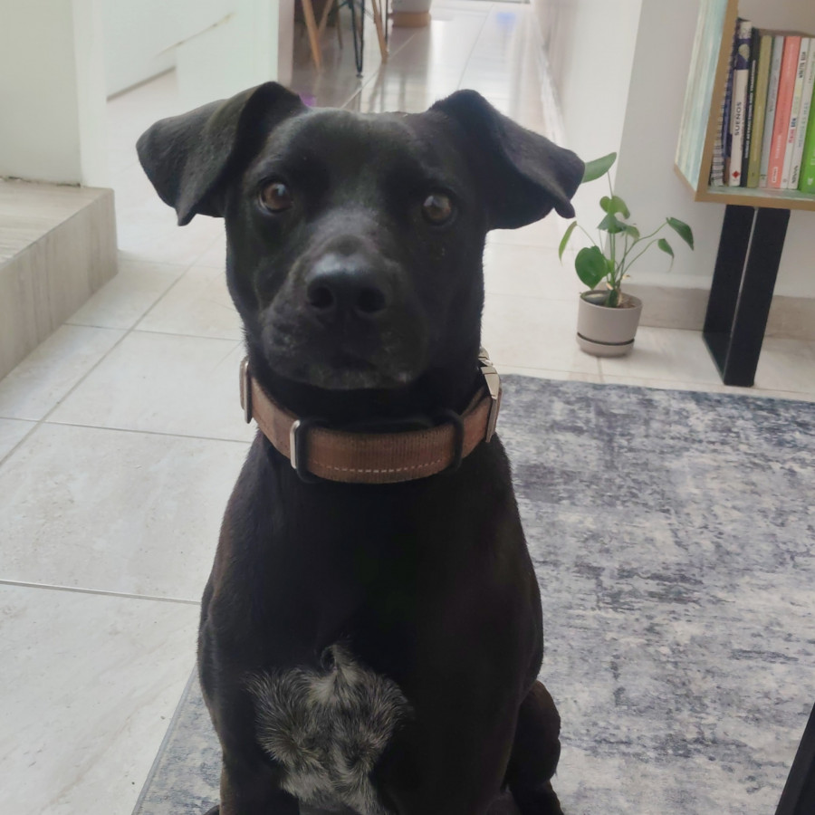  | Raza Mestizo | Encontrado