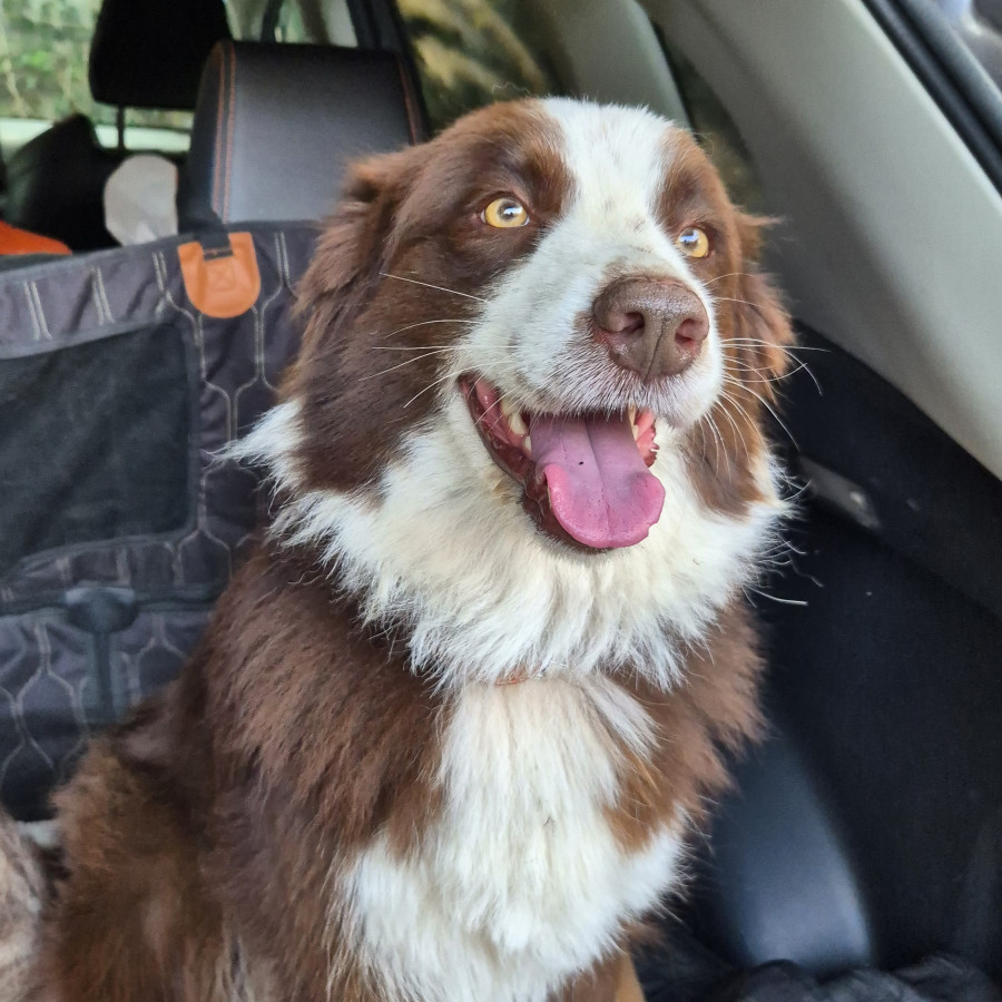  | Raza Border Collie  | Encontrada