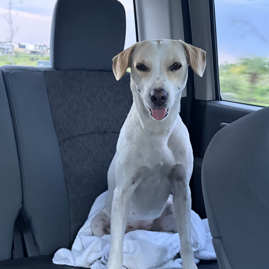 LAYLA | Raza Mestiza | En Adopción