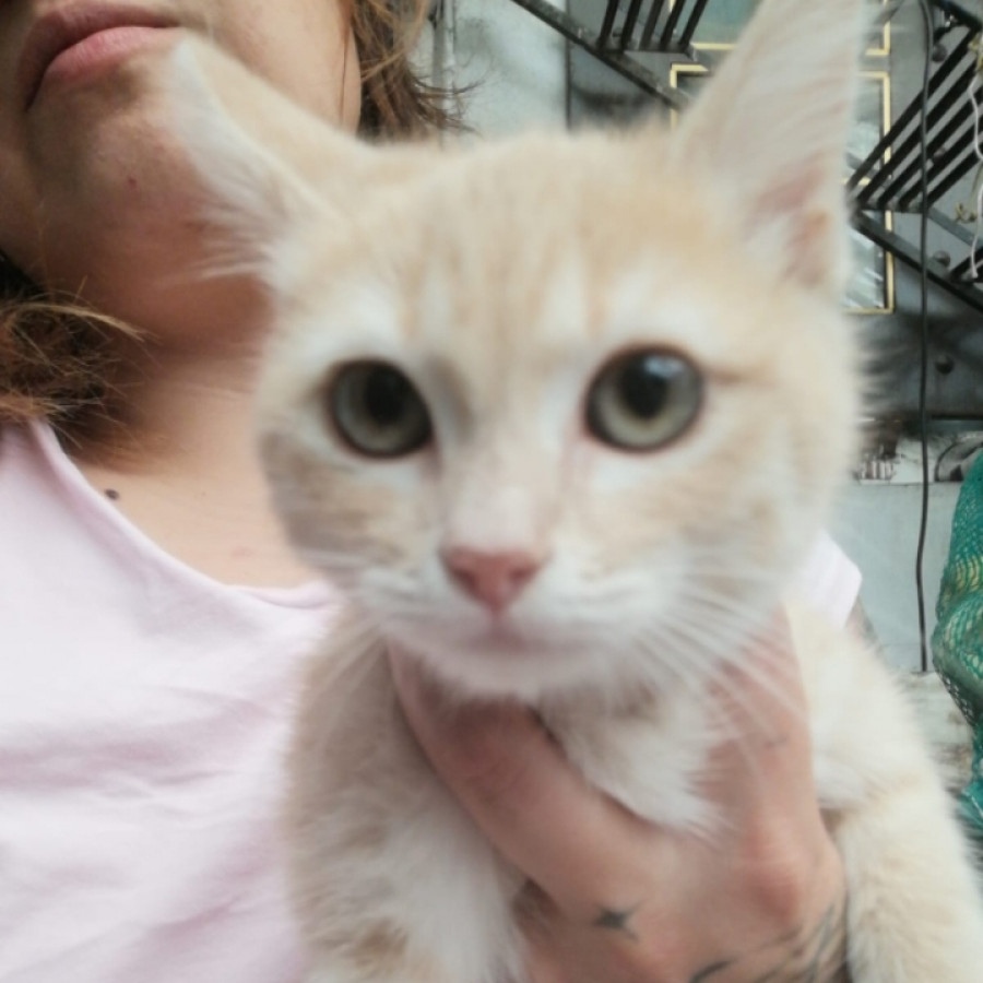 MARIZZA | Raza Doméstico Américano de Pelo Corto | En Adopción