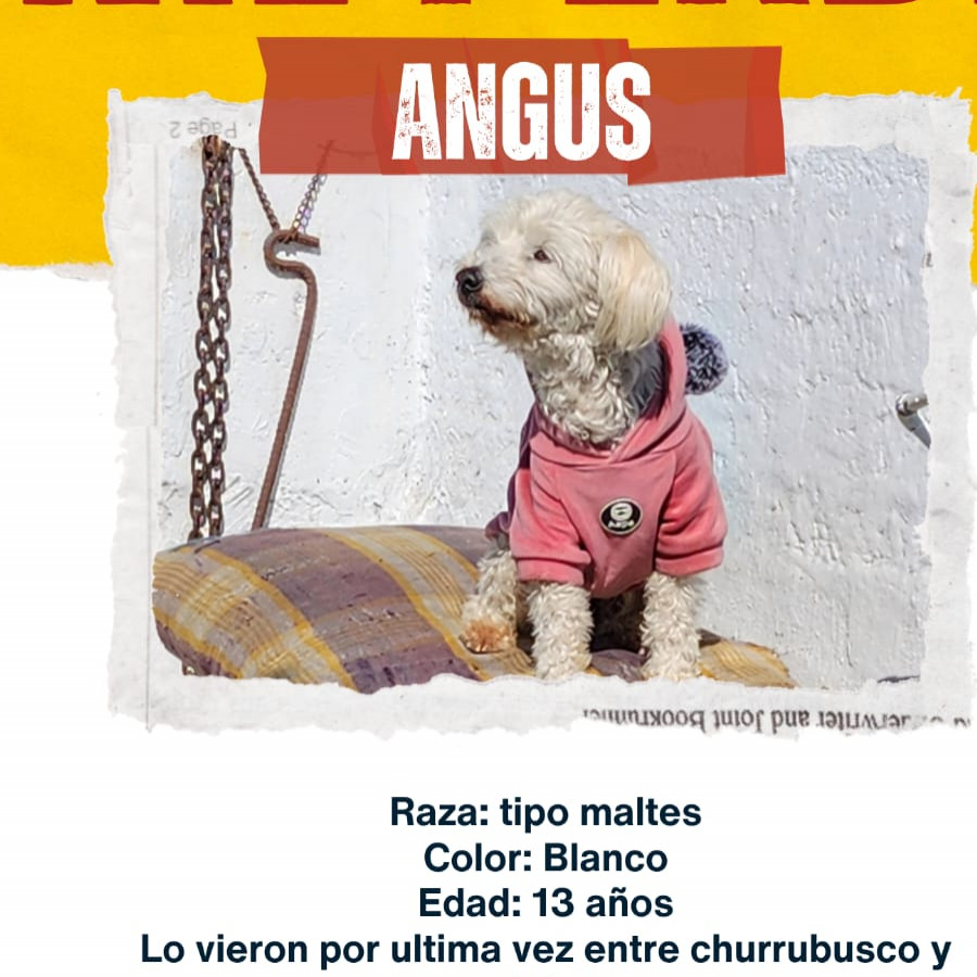 ANGUS | Raza Mestizo, cruza de Maltés | Final Feliz