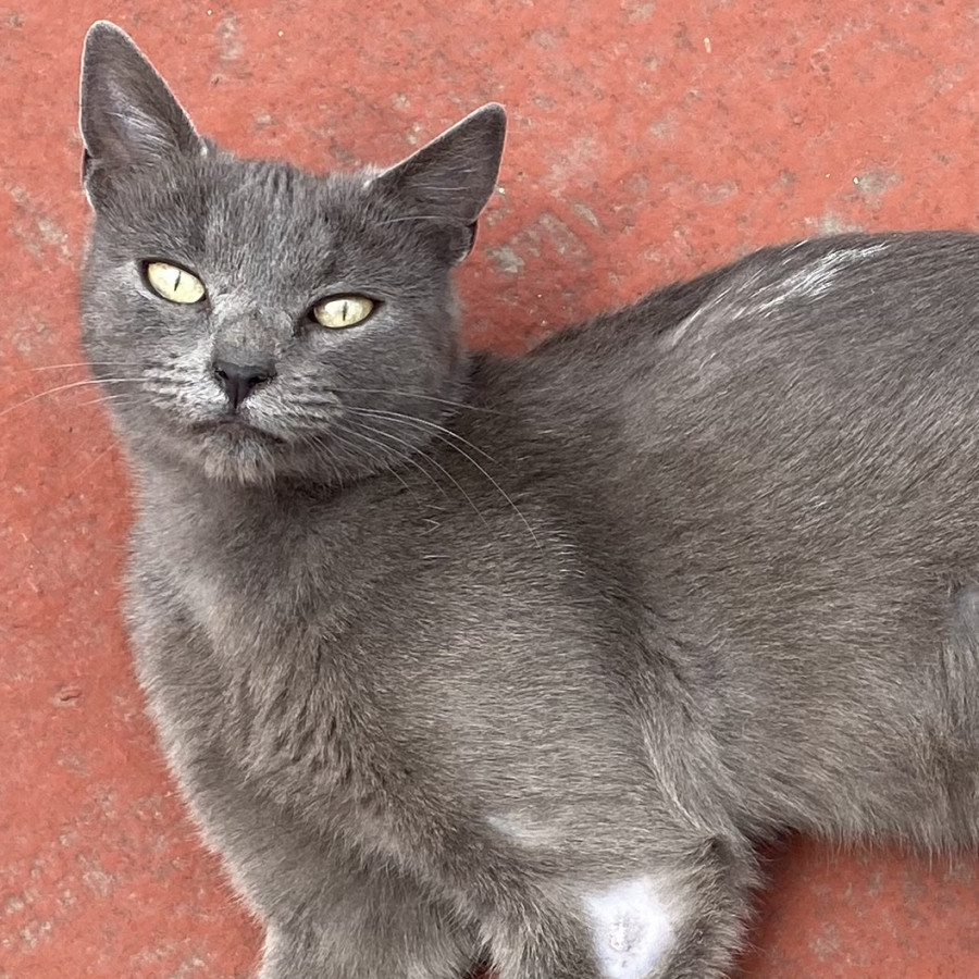  | Raza Korat | Encontrada