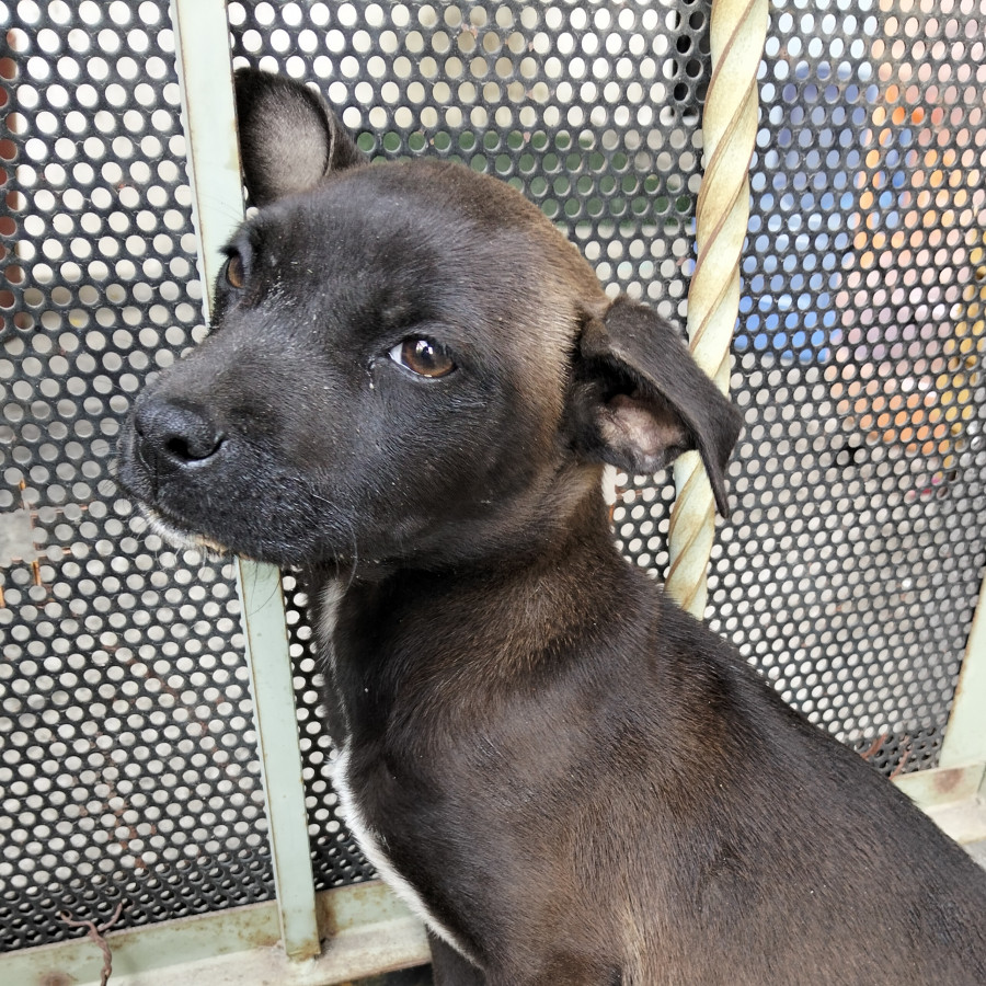 NEGRA | Raza Mestiza, American Staffordshire Terrier | En Adopción