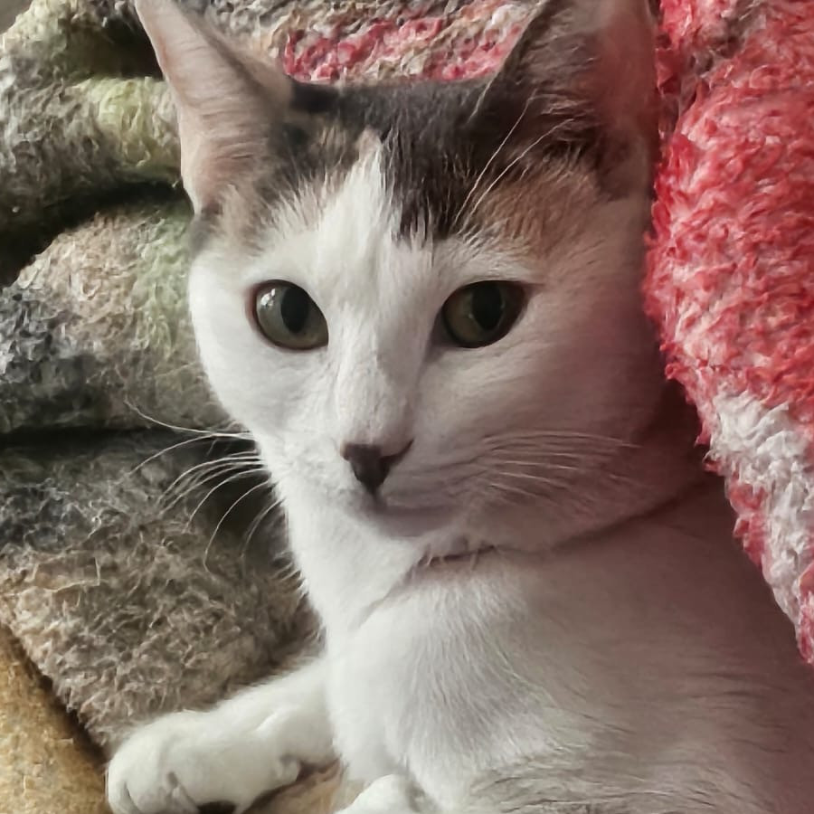 YOLTZIN | Raza Calicó de pelo corto | Perdida