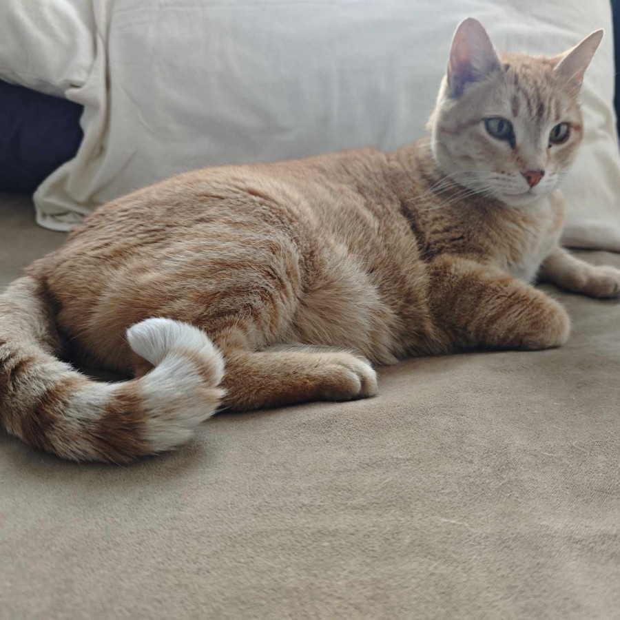 LOOKY | Raza Doméstico Americano de Pelo Corto | Perdida