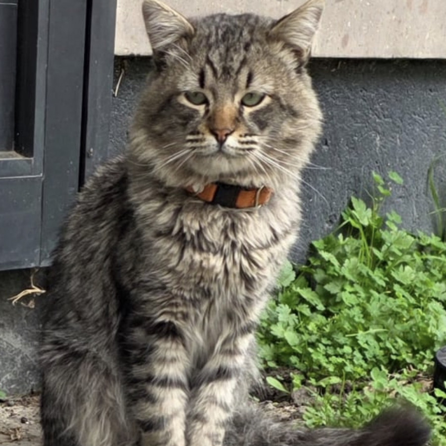  | Raza Doméstico Americano de pelo semilargo | Encontrado