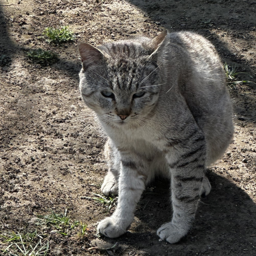 BOSS | Raza Aslan o Siamés moderno, punto tabby | Perdido