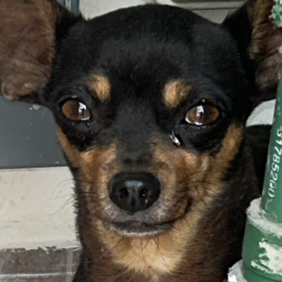  | Raza Chihuahua | Encontrada