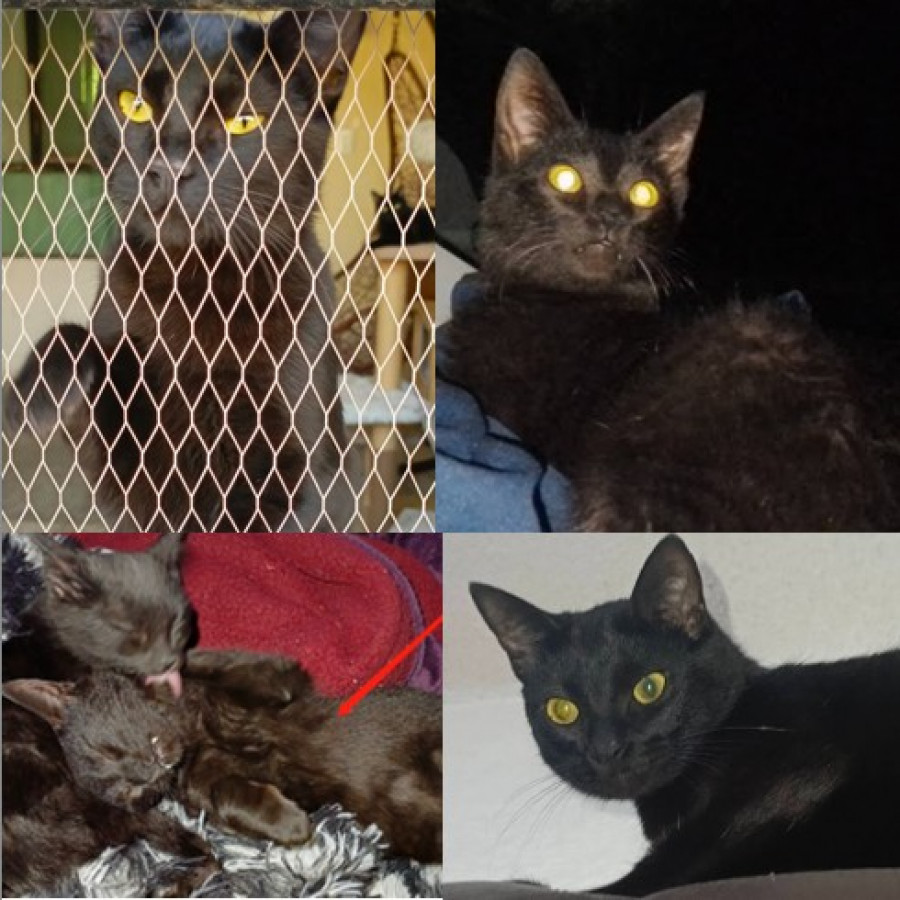 CHIMUELO | Raza Bombay | Perdido