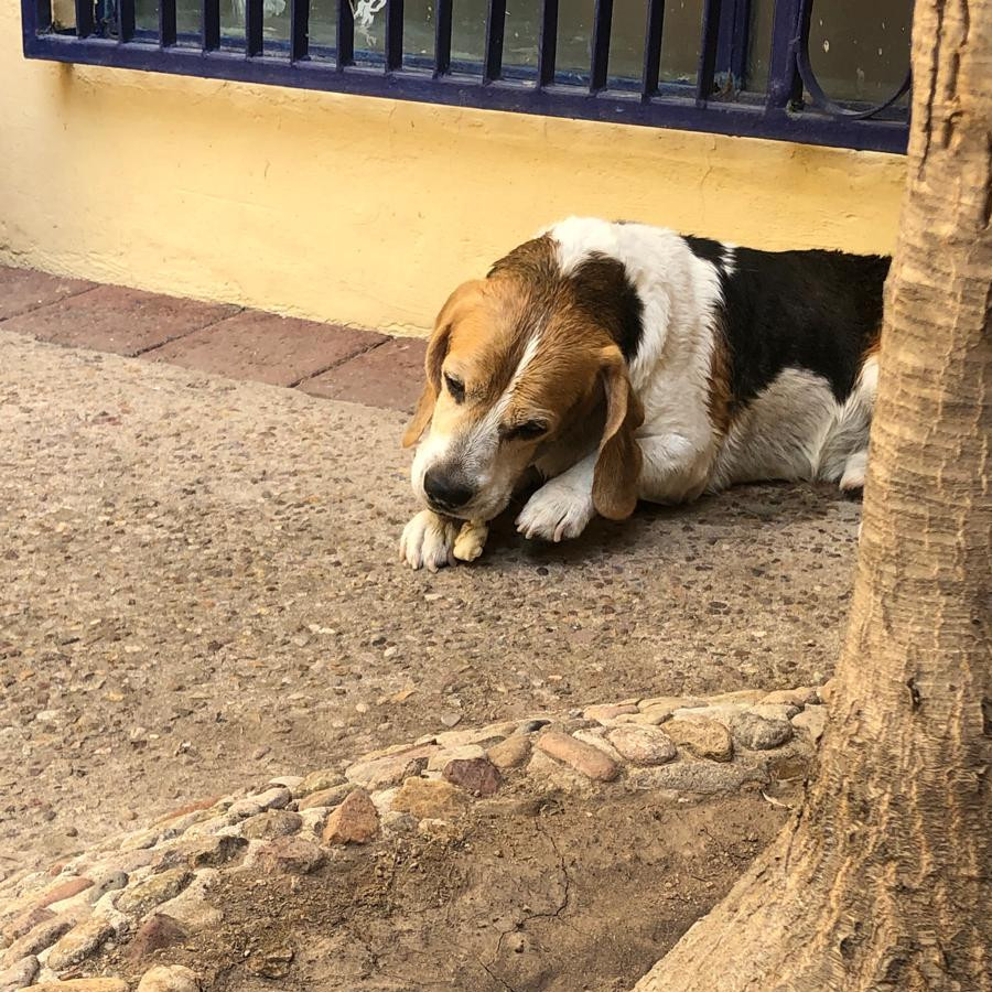 JANTO | Raza Beagle | Perdido