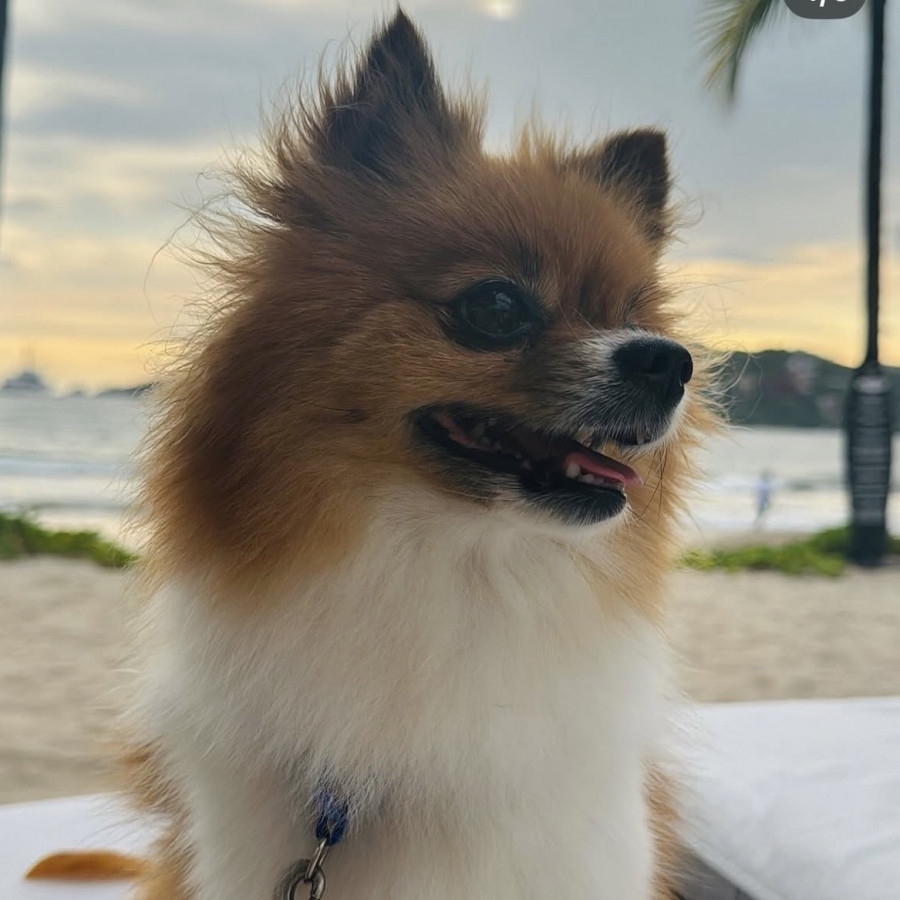 KIA | Raza Pomerania | Perdida