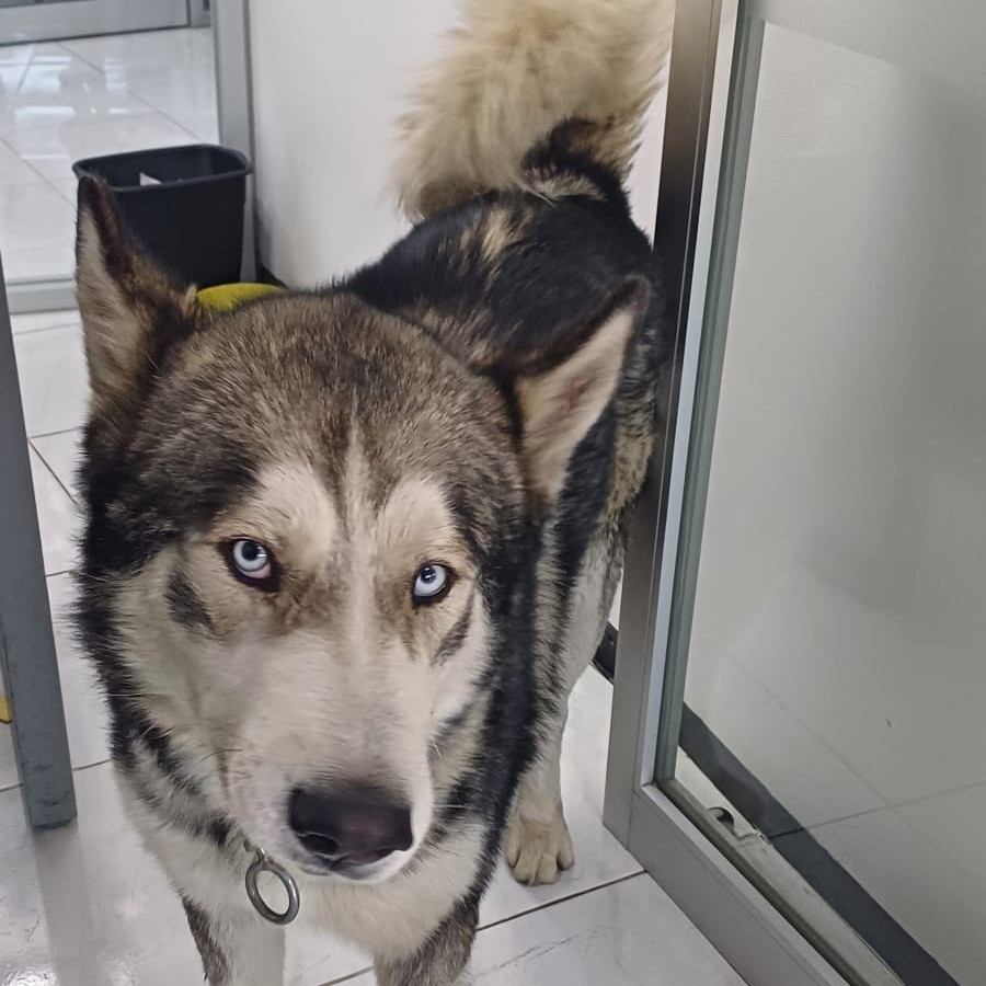 | Raza Husky Siberiano | Encontrado