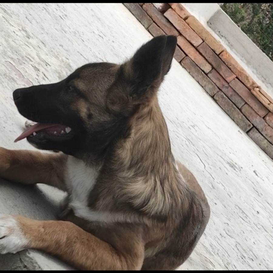 MOKA | Raza Mestiza, cruza de Pastor Belga Malinois | Perdida