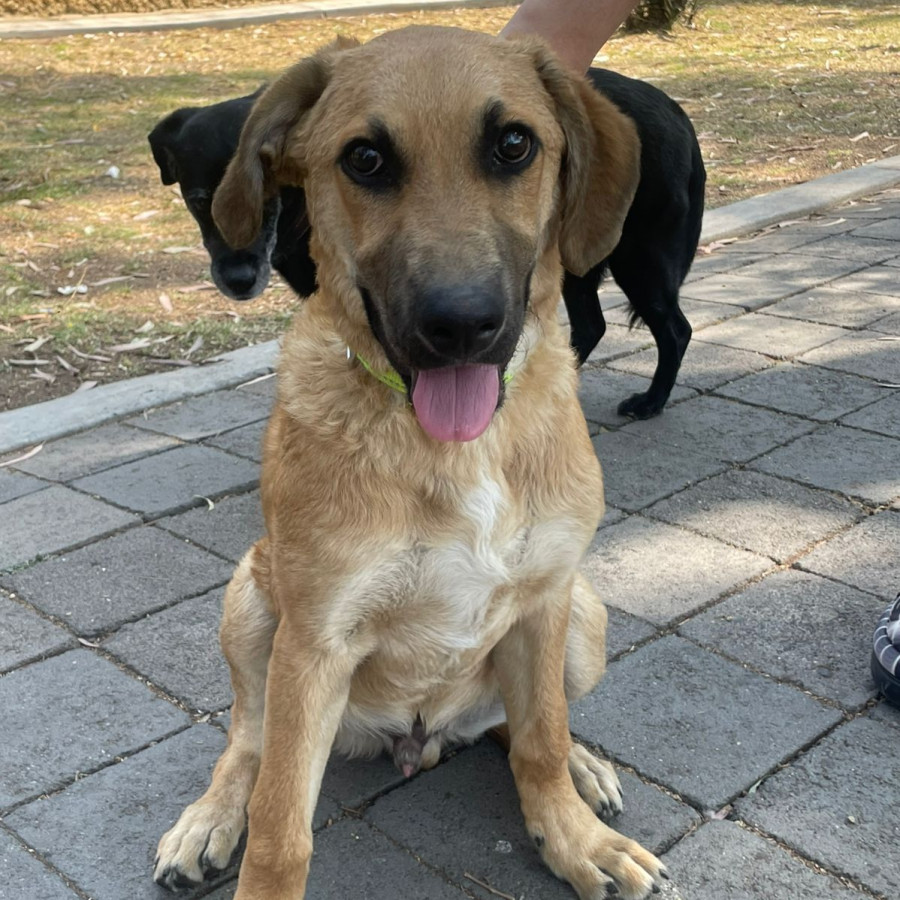  | Raza Mestizo | Encontrado