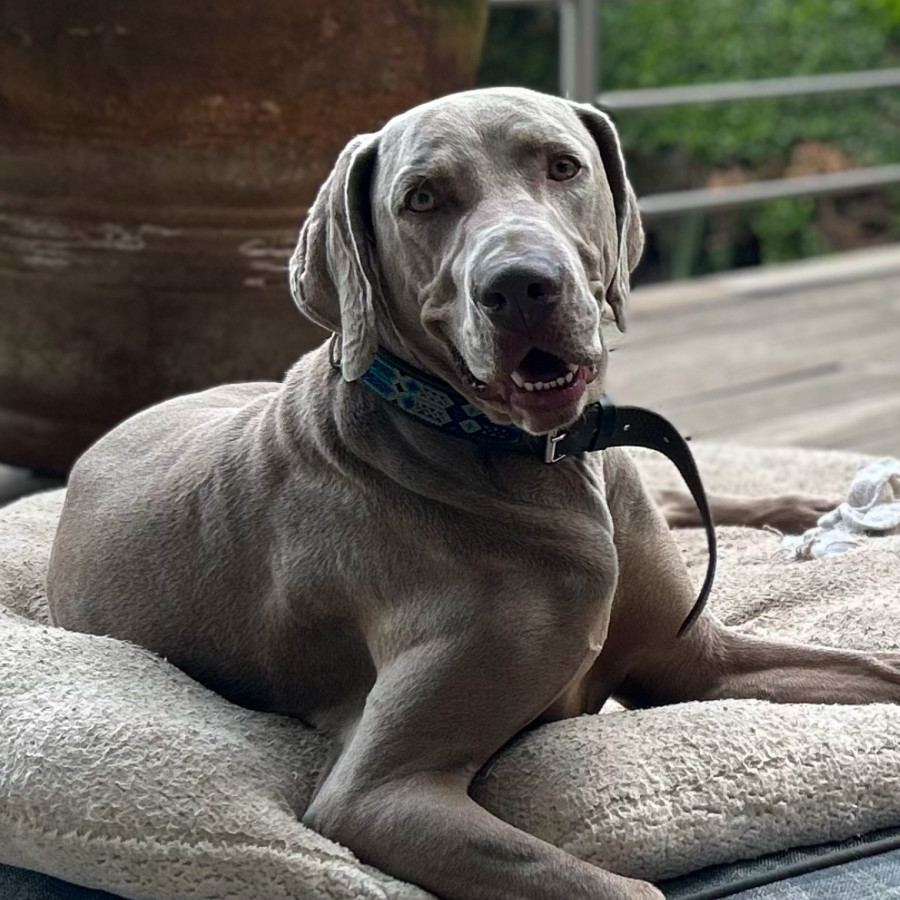 NIKO | Raza Weimaraner  | Perdido