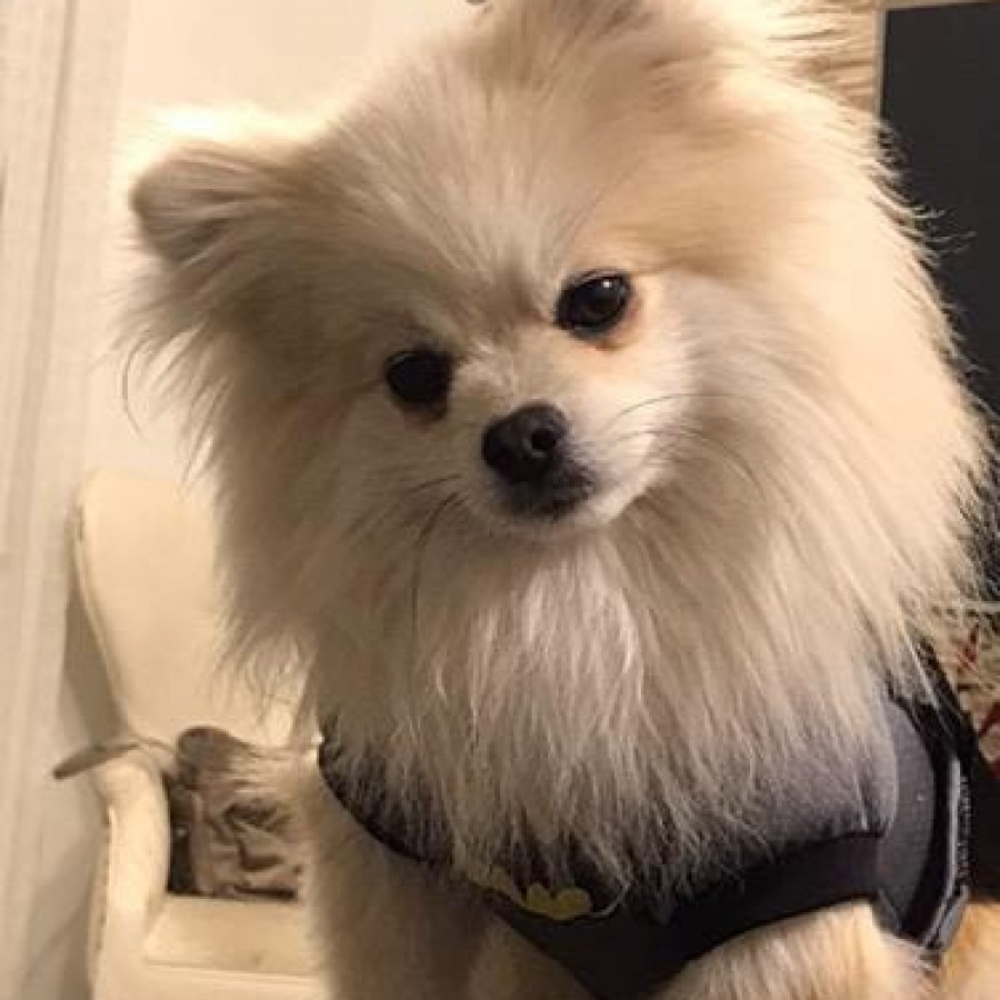 BRUCE | Raza Pomerania | Perdido