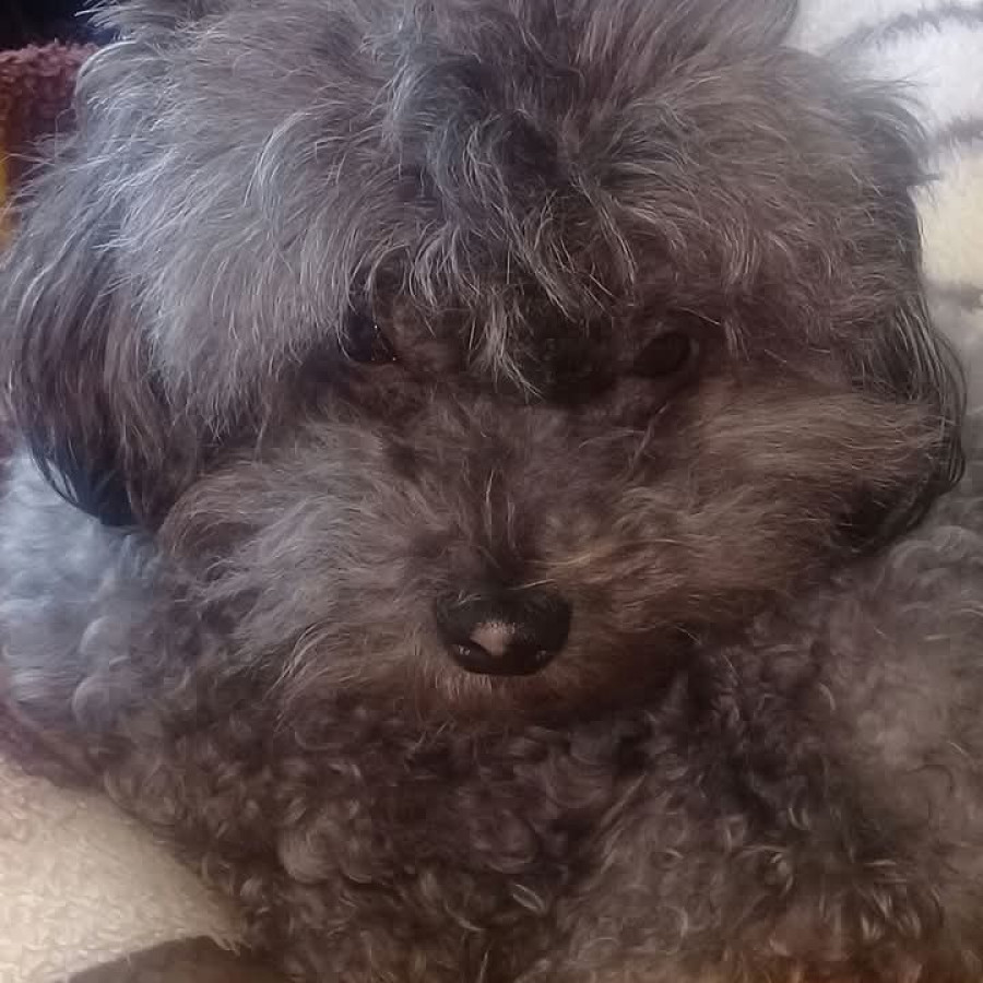 LUPITA | Raza French Poodle o Caniche | Perdida