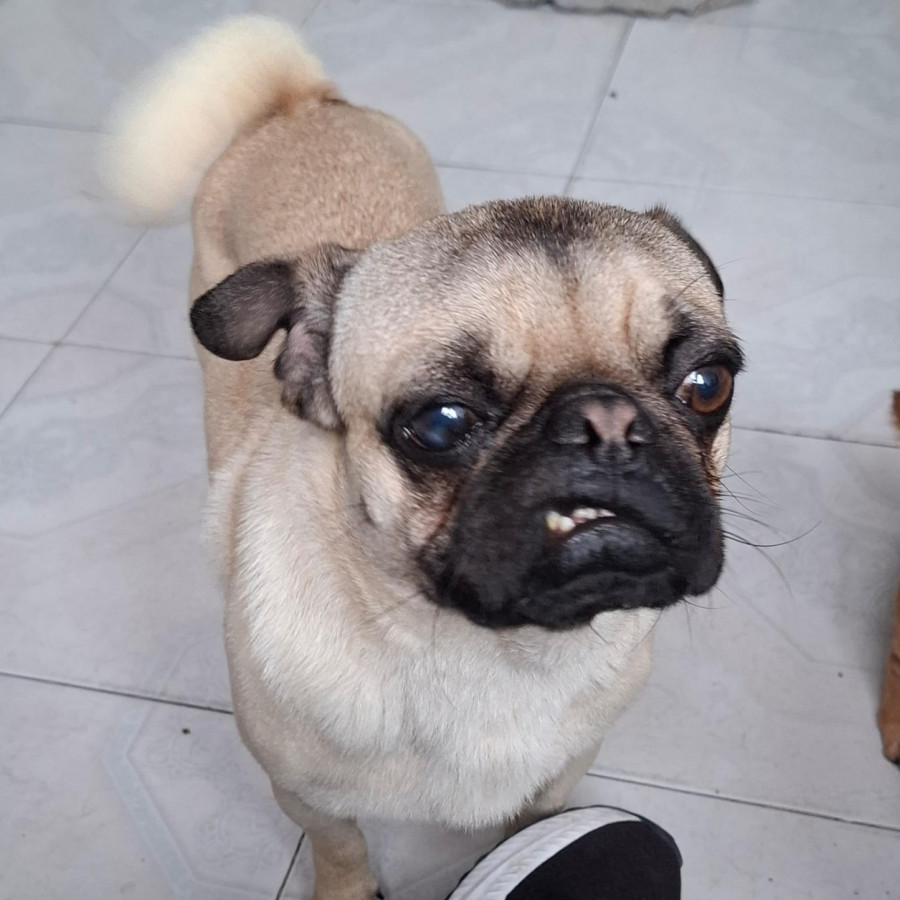 CHATO | Raza Pug o Carlin | Perdido