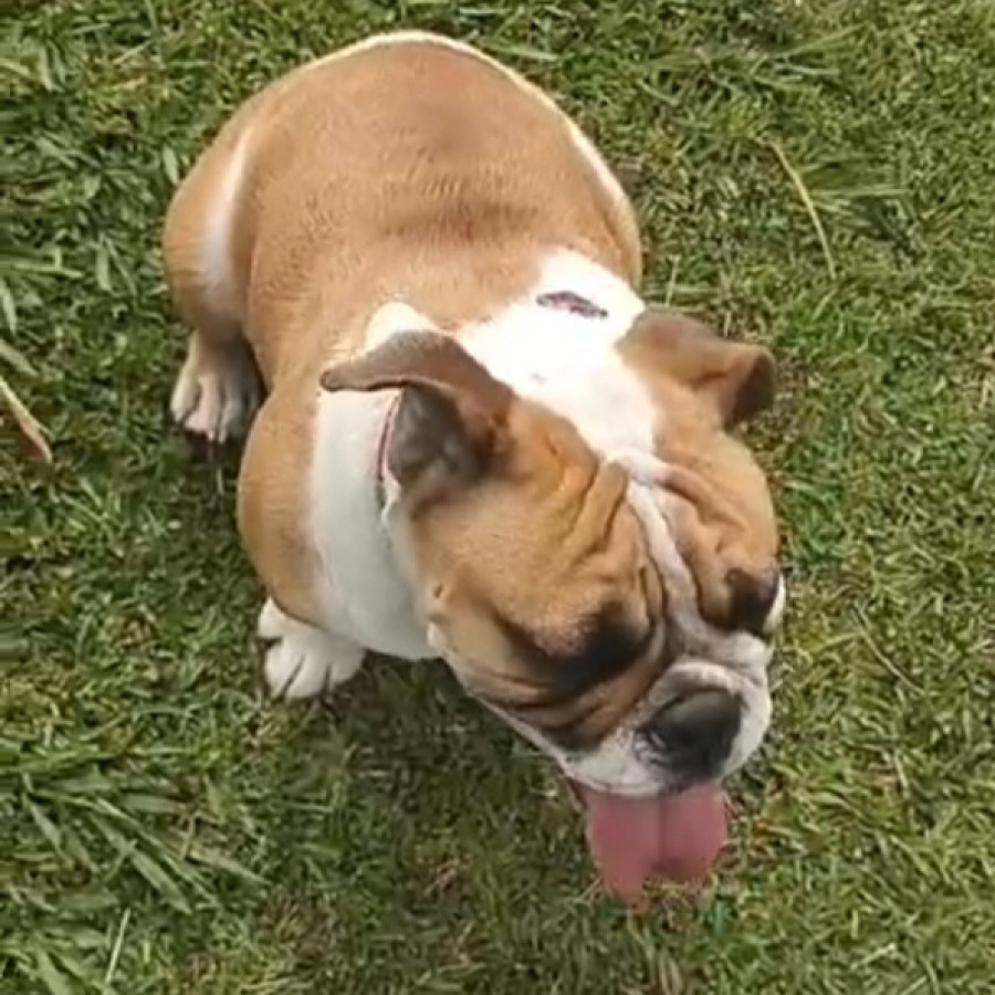 NAMI | Raza Bulldog Inglés  | Perdida