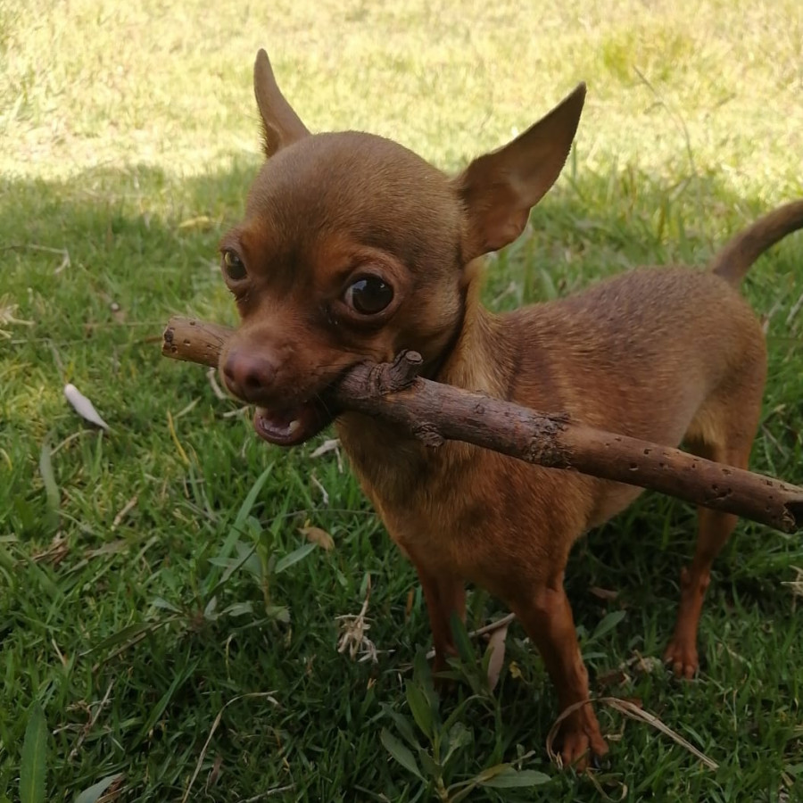 COOKIE | Raza Chihuahua | Final Feliz