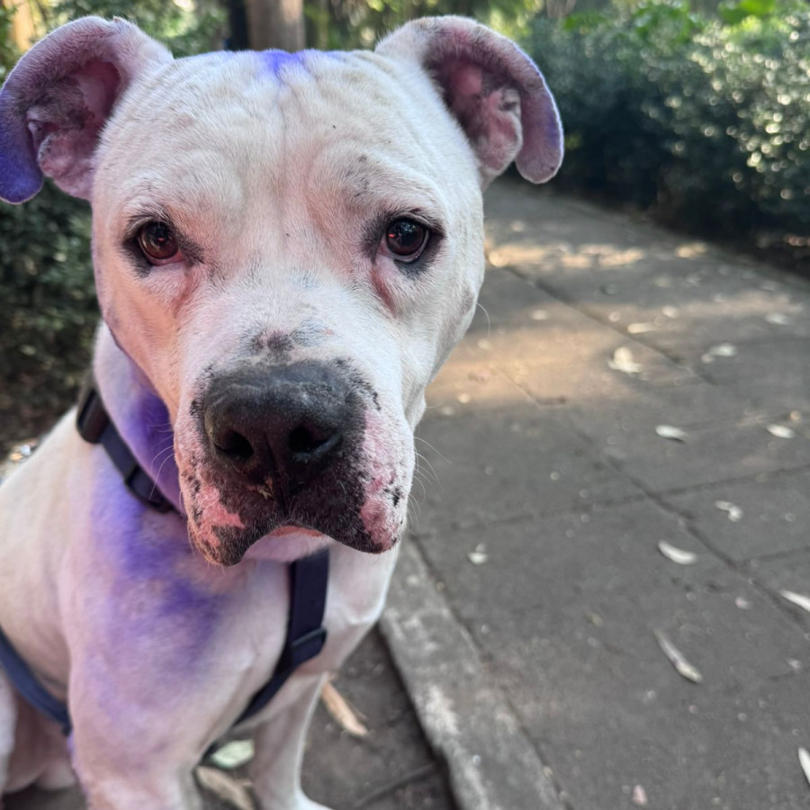 MAX | Raza Mestizo, cruza de American Pitbull Terrier con Bóxer | Perdido