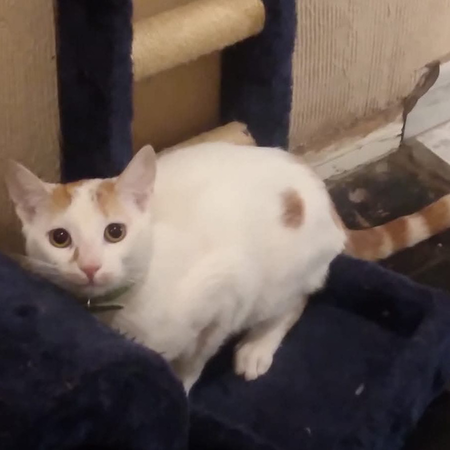 LEO | Raza Doméstico Américano de Pelo Corto | Perdido