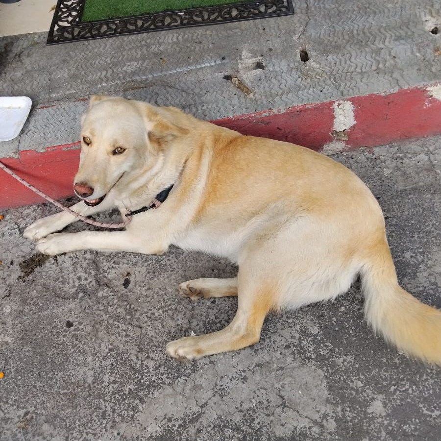  | Raza Mestiza, posible cruza de Labrador | Encontrada