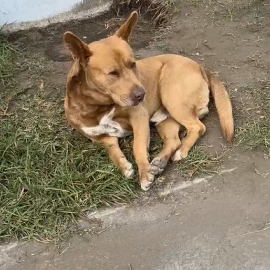 CANELO | Raza Mestizo, cruza de American Pitbull Terrier | Final Feliz